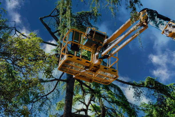 Why Choose Our Tree Removal Services in Lewisville, TX?