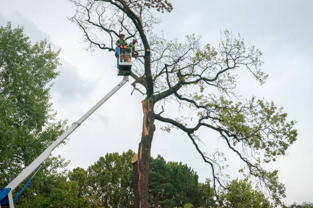  Lewisville, TX Tree Services Pros