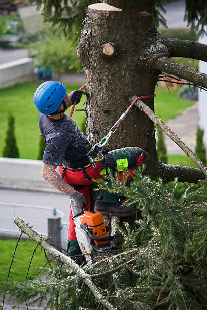 Best Tree Cabling and Bracing  in Lewisville, TX