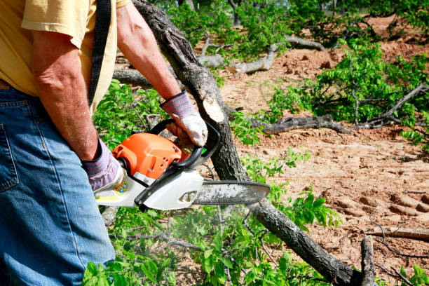 Best Emergency Tree Removal  in Lewisville, TX